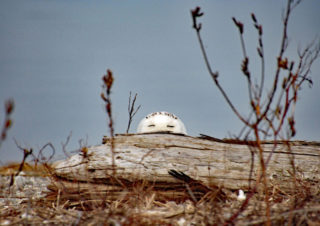 Sharon Hirsch, "Peek-a-boo"