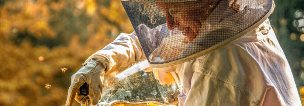 Susan Rotando Hungry Bees